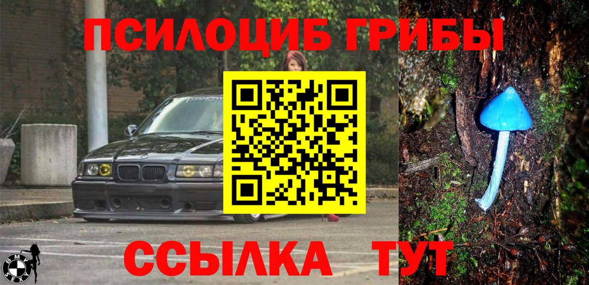 Псилоцибиновые грибы Psilocybe Когалым